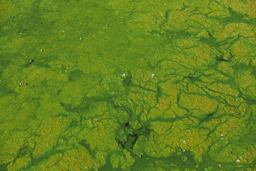 Green string algae and rubbish in the water. Environment pollution background. Green water surface.