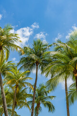 Coconut trees over blue sky