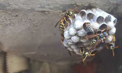 wasp sitting on wasp nest close up. Animal colony, macro