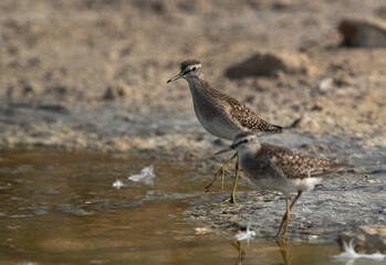 A pair of Wood Sandpiper at Asker marsh, Bahrain. Selective focus on the back
