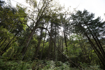 Fototapeta premium Forest in high altitude mountain