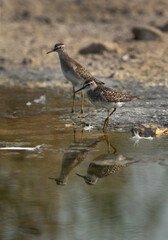 A pair of Wood Sandpiper at Asker marsh, Bahrain