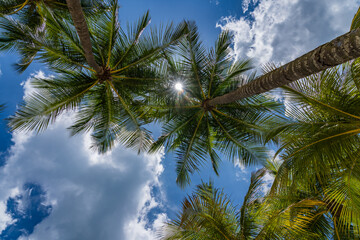 Fototapeta na wymiar Coconut trees over blue sky