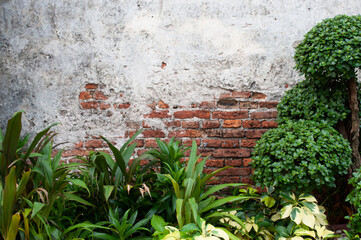 Old brick wall with trees,The texture of old buildings and green plants for background and decoration