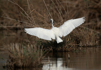 Great Egret trying to land at Asker marsh, Bahrain
