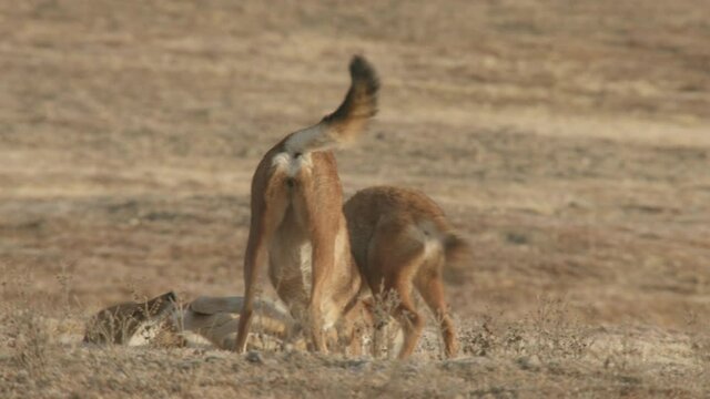 Ethiopian wolves bonding together, Ethiopia