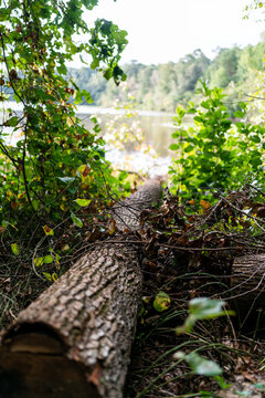 tree in the woods