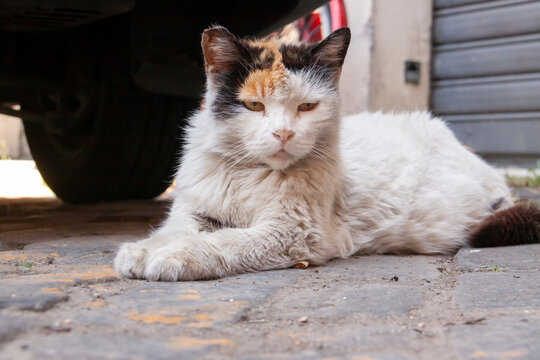 A stray cat in Rome lies quietly on the ground. Cats are protected by law in Rome.