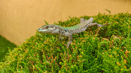 Green lizard on a bush with light background.