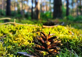autumn leaves in the forest © Marcin