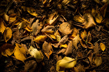 Fallen yellow and orange foliage on autumn ground.