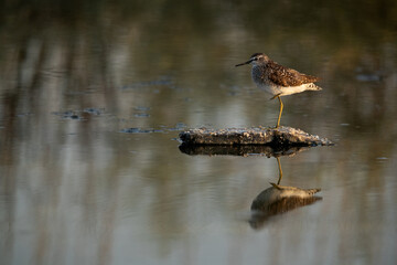 A pair of Wood Sandpiper at Asker marsh, Bahrain
