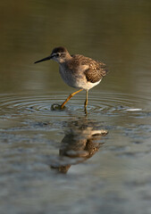 Redshank at Asker Marsh with beautiful reflection, Bahrain