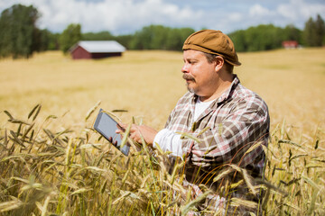 Naklejka na ściany i meble An agronomist checking the quality of grain standing in the middle of a rye field, using tablet computer