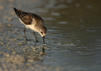 Little Egret feeding at Asker marsh, Bahrain