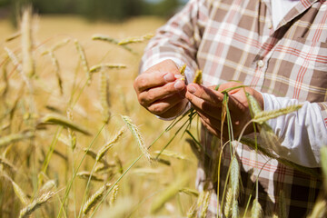 Fototapeta na wymiar An agronomist checking the quality of grain standing in the middle of a rye field