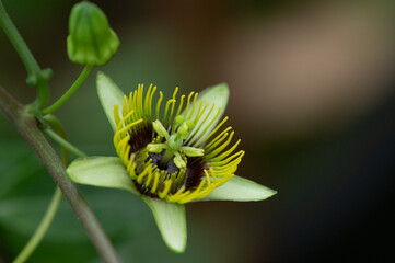 Macro passion fruit flower