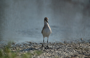 Little Stints stretching its neck at Asker marsh, Bahrain