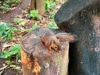 手に持っているものを一生懸命食べるかわいらしく愛らしい小動物の小リス