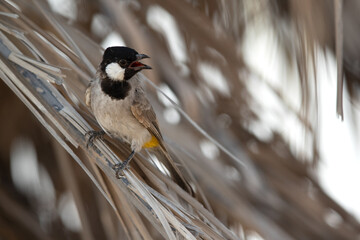 White-cheeked bulbul perched on date leaves