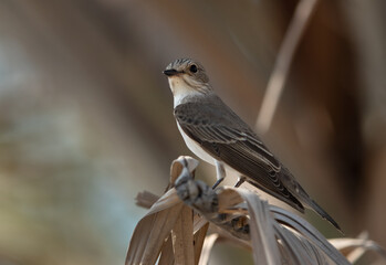 Spotted Flycatcher perched on palm leaves at Asker marsh