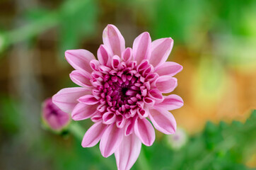 Pink beautiful chrysanthemum With a blurred pattern background