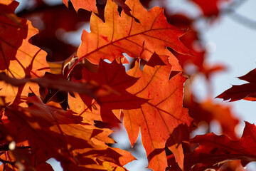 赤く色づいたアカナラの葉
