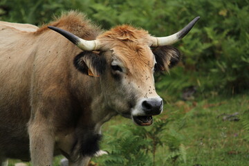 Cows in Fuente De, under the Peaks of Europe