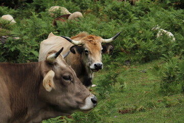 Cows in Fuente De, under the Peaks of Europe