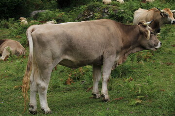 Cows in Fuente De, under the Peaks of Europe
