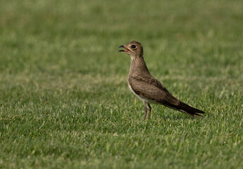 Portrait of a Collard pratincole on green, Bahrain