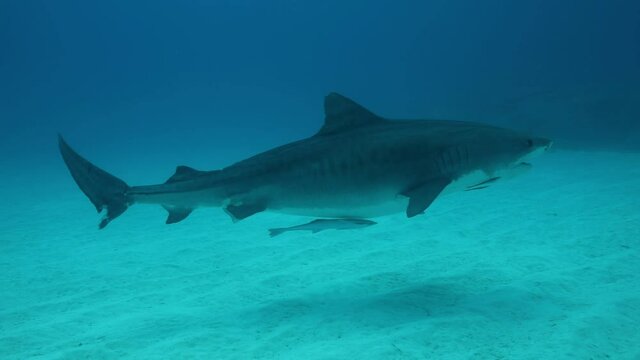 Tigerhai und andere Riffhaie in den Bahams.
