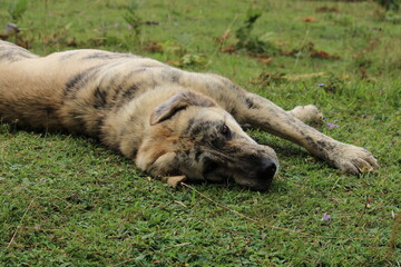 Funny sheep-dog in the grass