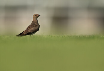 Collard pratincole perched on green grass, Bahrain