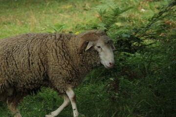 Sheeps among the green vegetation of Cantabria