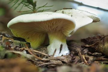 The Sweet Bread Mushroom (Clitopilus prunulus)