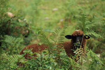 Sheeps among the green vegetation of Cantabria