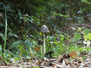 The Magpie Fungus (Coprinopsis picacea)