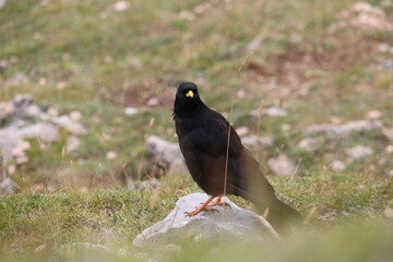 A little bird, Yellow-billed chough in Picos de Europa