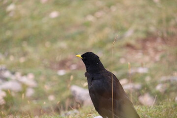 Obraz premium A little bird, Yellow-billed chough in Picos de Europa