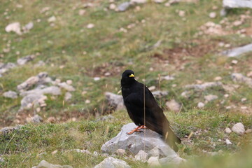 A little bird, Yellow-billed chough in Picos de Europa