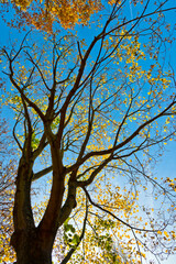 Baum in Herbstfarben