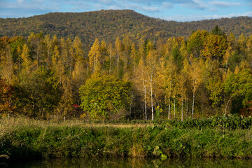 シラカバ林の紅葉が美しい秋