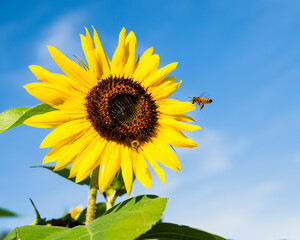 Bumble bee in flight with sunflower on blue sky background