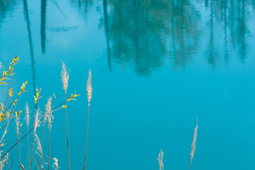 Fototapeta na wymiar 青い水面とススキ　美瑛町青い池 