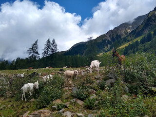 Obraz premium Ziegen vor idyllischem Alpenpanorama, Tirol, Österreich