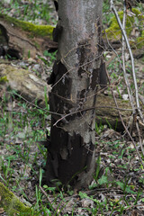 The Sooty Bark Disease (Cryptostroma corticale)