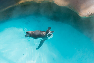 Obraz premium 動物園の泳いているペンギン