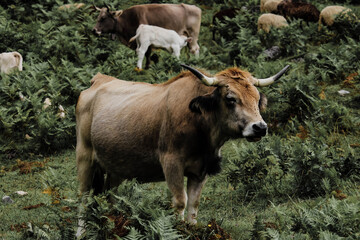 Cows in Fuente De, under the Peaks of Europe