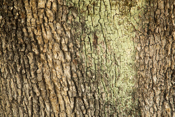 Textura de tronco de árbol con trozos de moho